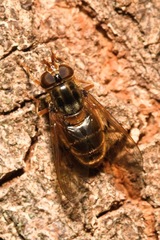 Ferdinandea ruficornis