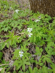 Anemonoides amurensis