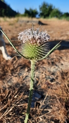 Dipsacus comosus