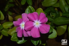 Catharanthus roseus