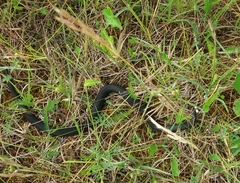 Natrix natrix natrix