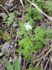 Anemonoides amurensis