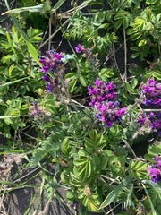 Oxytropis erecta