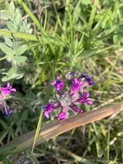 Oxytropis erecta