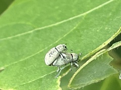 Eugnathus distinctus