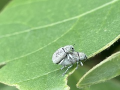 Eugnathus distinctus