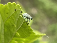 Eugnathus distinctus
