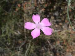 Dianthus longicaulis
