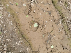 Ursus arctos beringianus