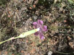 Dianthus longicaulis