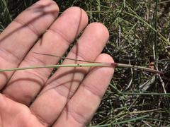 Dianthus longicaulis
