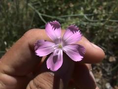 Dianthus longicaulis