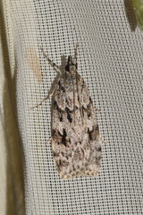 Scoparia basistrigalis