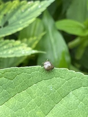 Megacopta punctatissima