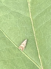 Grapholita delineana