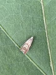 Grapholita delineana