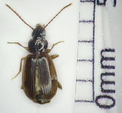 Trechus quadristriatus