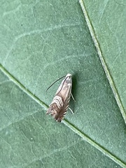 Grapholita delineana