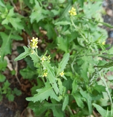 Sisymbrium officinale