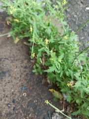 Sisymbrium officinale