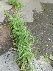 Sisymbrium officinale