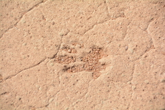 Chlorocebus pygerythrus pygerythrus