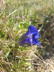 Gentiana acaulis