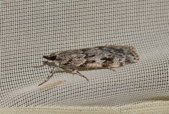 Scoparia basistrigalis