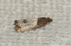 Notocelia roborana