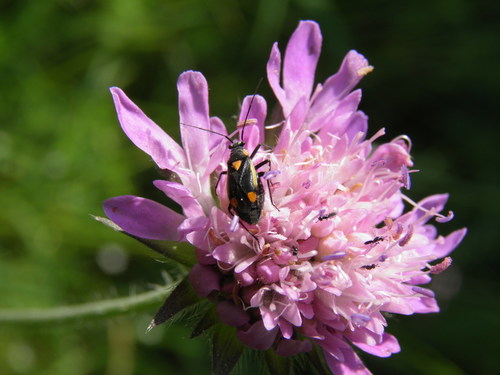 Gotiškoji Žolblakė