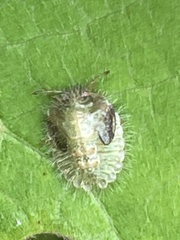 Megacopta punctatissima