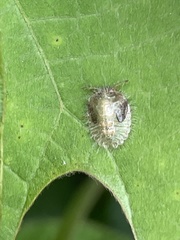 Megacopta punctatissima