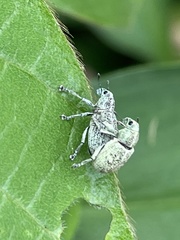 Eugnathus distinctus