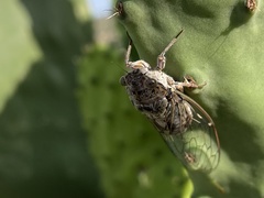 Cicada cretensis