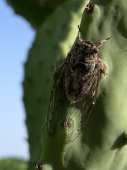Cicada cretensis