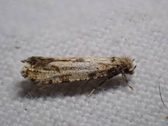 Morophaga choragella