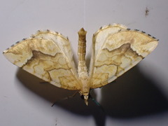 Eulithis mellinata