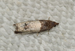 Notocelia roborana