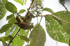 Cranioleuca erythrops