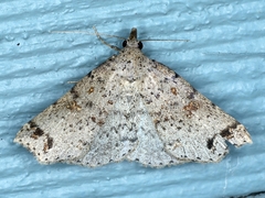 Lithilaria ossicolor