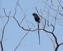 Lanius melanoleucus melanoleucus