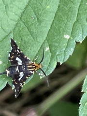 Thyris usitata