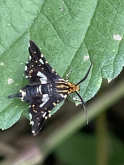 Thyris usitata