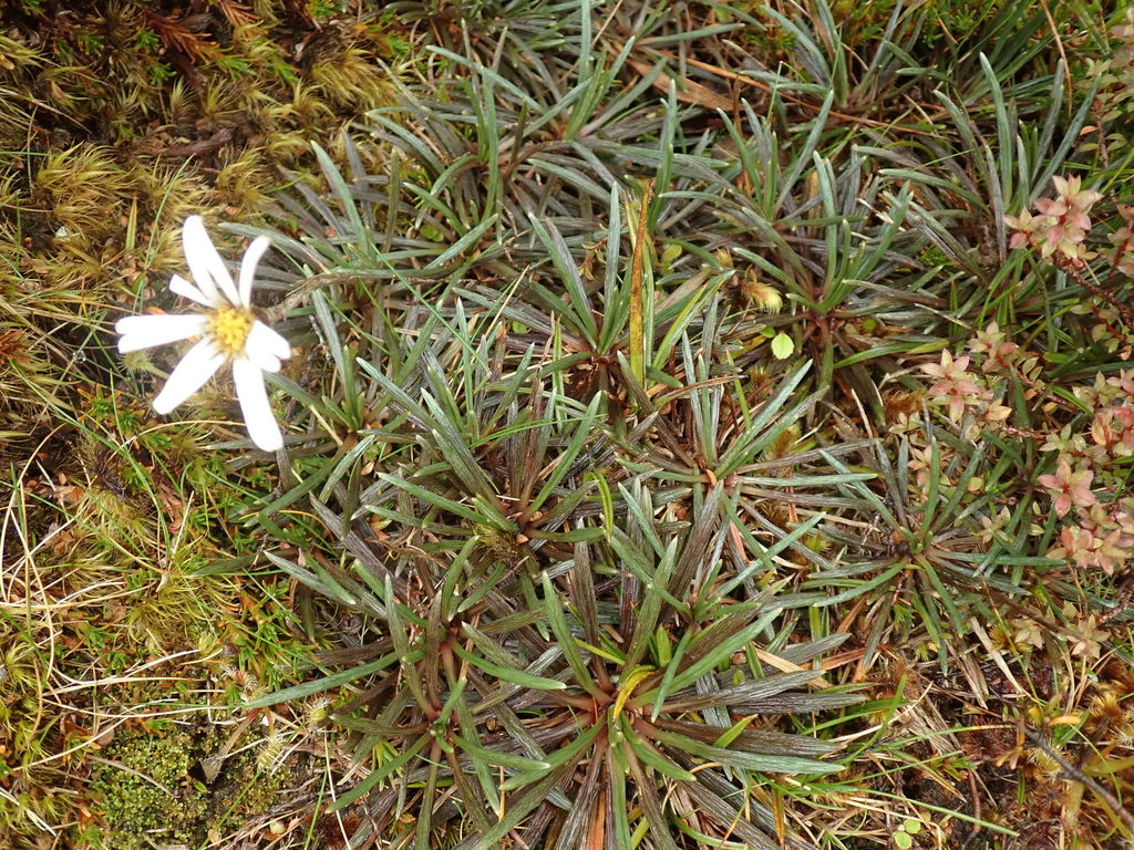 Tin Range Mountain Daisy