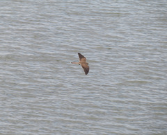 Falco tinnunculus