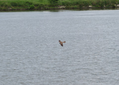Falco tinnunculus