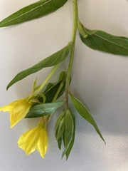 Oenothera × fallax