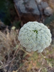 Visnaga daucoides