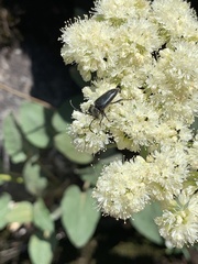 Brachysomida californica