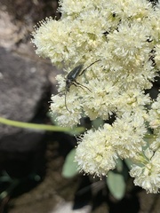 Brachysomida californica